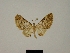  ( - BC ZSM Lep 80436)  @11 [ ] CreativeCommons - Attribution Non-Commercial Share-Alike (2013) Axel Hausmann/Bavarian State Collection of Zoology (ZSM) SNSB, Zoologische Staatssammlung Muenchen