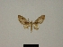  ( - BC ZSM Lep 80437)  @11 [ ] CreativeCommons - Attribution Non-Commercial Share-Alike (2013) Axel Hausmann/Bavarian State Collection of Zoology (ZSM) SNSB, Zoologische Staatssammlung Muenchen