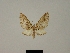  (Eupithecia abdera - BC ZSM Lep 80438)  @11 [ ] CreativeCommons - Attribution Non-Commercial Share-Alike (2013) Axel Hausmann/Bavarian State Collection of Zoology (ZSM) SNSB, Zoologische Staatssammlung Muenchen