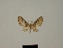  ( - BC ZSM Lep 80439)  @11 [ ] CreativeCommons - Attribution Non-Commercial Share-Alike (2013) Axel Hausmann/Bavarian State Collection of Zoology (ZSM) SNSB, Zoologische Staatssammlung Muenchen