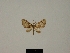  ( - BC ZSM Lep 80440)  @11 [ ] CreativeCommons - Attribution Non-Commercial Share-Alike (2013) Axel Hausmann/Bavarian State Collection of Zoology (ZSM) SNSB, Zoologische Staatssammlung Muenchen