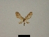  ( - BC ZSM Lep 80442)  @11 [ ] CreativeCommons - Attribution Non-Commercial Share-Alike (2013) Axel Hausmann/Bavarian State Collection of Zoology (ZSM) SNSB, Zoologische Staatssammlung Muenchen