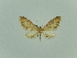  ( - BC ZSM Lep 80443)  @11 [ ] CreativeCommons - Attribution Non-Commercial Share-Alike (2013) Axel Hausmann/Bavarian State Collection of Zoology (ZSM) SNSB, Zoologische Staatssammlung Muenchen