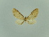  (Eupithecia guamanica - BC ZSM Lep 80444)  @11 [ ] CreativeCommons - Attribution Non-Commercial Share-Alike (2013) Axel Hausmann/Bavarian State Collection of Zoology (ZSM) SNSB, Zoologische Staatssammlung Muenchen