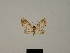  (Chloroclystis angelica - BC ZSM Lep 80445)  @11 [ ] CreativeCommons - Attribution Non-Commercial Share-Alike (2013) Axel Hausmann/Bavarian State Collection of Zoology (ZSM) SNSB, Zoologische Staatssammlung Muenchen