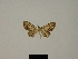  ( - BC ZSM Lep 80448)  @11 [ ] CreativeCommons - Attribution Non-Commercial Share-Alike (2013) Axel Hausmann/Bavarian State Collection of Zoology (ZSM) SNSB, Zoologische Staatssammlung Muenchen