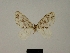  ( - BC ZSM Lep 80453)  @11 [ ] CreativeCommons - Attribution Non-Commercial Share-Alike (2013) Axel Hausmann/Bavarian State Collection of Zoology (ZSM) SNSB, Zoologische Staatssammlung Muenchen