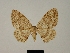  ( - BC ZSM Lep 80458)  @11 [ ] CreativeCommons - Attribution Non-Commercial Share-Alike (2013) Axel Hausmann/Bavarian State Collection of Zoology (ZSM) SNSB, Zoologische Staatssammlung Muenchen