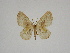  ( - BC ZSM Lep 80459)  @11 [ ] CreativeCommons - Attribution Non-Commercial Share-Alike (2013) Axel Hausmann/Bavarian State Collection of Zoology (ZSM) SNSB, Zoologische Staatssammlung Muenchen