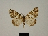  (Hasodima junctifascia - BC ZSM Lep 80466)  @11 [ ] CreativeCommons - Attribution Non-Commercial Share-Alike (2013) Axel Hausmann/Bavarian State Collection of Zoology (ZSM) SNSB, Zoologische Staatssammlung Muenchen