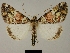  ( - BC ZSM Lep 80467)  @11 [ ] CreativeCommons - Attribution Non-Commercial Share-Alike (2013) Axel Hausmann/Bavarian State Collection of Zoology (ZSM) SNSB, Zoologische Staatssammlung Muenchen