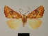  ( - BC ZSM Lep 80469)  @11 [ ] CreativeCommons - Attribution Non-Commercial Share-Alike (2013) Axel Hausmann/Bavarian State Collection of Zoology (ZSM) SNSB, Zoologische Staatssammlung Muenchen