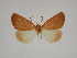  (Mauna rwandana - BC ZSM Lep 80470)  @11 [ ] CreativeCommons - Attribution Non-Commercial Share-Alike (2013) Axel Hausmann/Bavarian State Collection of Zoology (ZSM) SNSB, Zoologische Staatssammlung Muenchen