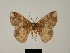  ( - BC ZSM Lep 81139)  @11 [ ] CreativeCommons - Attribution Non-Commercial Share-Alike (2014) Axel Hausmann/Bavarian State Collection of Zoology (ZSM) SNSB, Zoologische Staatssammlung Muenchen