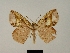  ( - BC ZSM Lep 81140)  @11 [ ] CreativeCommons - Attribution Non-Commercial Share-Alike (2014) Axel Hausmann/Bavarian State Collection of Zoology (ZSM) SNSB, Zoologische Staatssammlung Muenchen