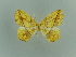  ( - BC ZSM Lep 81144)  @11 [ ] CreativeCommons - Attribution Non-Commercial Share-Alike (2014) Axel Hausmann/Bavarian State Collection of Zoology (ZSM) SNSB, Zoologische Staatssammlung Muenchen