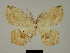 ( - BC ZSM Lep 81145)  @11 [ ] CreativeCommons - Attribution Non-Commercial Share-Alike (2014) Axel Hausmann/Bavarian State Collection of Zoology (ZSM) SNSB, Zoologische Staatssammlung Muenchen
