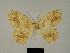  (Epigynopteryx molochina - BC ZSM Lep 81146)  @11 [ ] CreativeCommons - Attribution Non-Commercial Share-Alike (2014) Axel Hausmann/Bavarian State Collection of Zoology (ZSM) SNSB, Zoologische Staatssammlung Muenchen