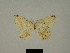  (Epigynopteryx roseifascia - BC ZSM Lep 81147)  @11 [ ] CreativeCommons - Attribution Non-Commercial Share-Alike (2014) Axel Hausmann/Bavarian State Collection of Zoology (ZSM) SNSB, Zoologische Staatssammlung Muenchen