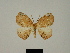  ( - BC ZSM Lep 81148)  @11 [ ] CreativeCommons - Attribution Non-Commercial Share-Alike (2014) Axel Hausmann/Bavarian State Collection of Zoology (ZSM) SNSB, Zoologische Staatssammlung Muenchen