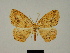  (Epigynopteryx affirmata - BC ZSM Lep 81149)  @11 [ ] CreativeCommons - Attribution Non-Commercial Share-Alike (2014) Axel Hausmann/Bavarian State Collection of Zoology (ZSM) SNSB, Zoologische Staatssammlung Muenchen