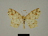  (Epigynopteryx borgeaudi - BC ZSM Lep 81150)  @11 [ ] CreativeCommons - Attribution Non-Commercial Share-Alike (2014) Axel Hausmann/Bavarian State Collection of Zoology (ZSM) SNSB, Zoologische Staatssammlung Muenchen