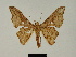  ( - BC ZSM Lep 81152)  @11 [ ] CreativeCommons - Attribution Non-Commercial Share-Alike (2014) Axel Hausmann/Bavarian State Collection of Zoology (ZSM) SNSB, Zoologische Staatssammlung Muenchen
