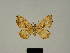  ( - BC ZSM Lep 81153)  @11 [ ] CreativeCommons - Attribution Non-Commercial Share-Alike (2014) Axel Hausmann/Bavarian State Collection of Zoology (ZSM) SNSB, Zoologische Staatssammlung Muenchen