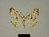  (Xenimpia spinosivalvis - BC ZSM Lep 81155)  @11 [ ] CreativeCommons - Attribution Non-Commercial Share-Alike (2014) Axel Hausmann/Bavarian State Collection of Zoology (ZSM) SNSB, Zoologische Staatssammlung Muenchen