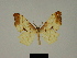  (Xenimpia hecqi - BC ZSM Lep 81156)  @11 [ ] CreativeCommons - Attribution Non-Commercial Share-Alike (2014) Axel Hausmann/Bavarian State Collection of Zoology (ZSM) SNSB, Zoologische Staatssammlung Muenchen
