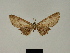  ( - BC ZSM Lep 81162)  @11 [ ] CreativeCommons - Attribution Non-Commercial Share-Alike (2014) Axel Hausmann/Bavarian State Collection of Zoology (ZSM) SNSB, Zoologische Staatssammlung Muenchen