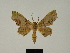  ( - BC ZSM Lep 81171)  @11 [ ] CreativeCommons - Attribution Non-Commercial Share-Alike (2014) Axel Hausmann/Bavarian State Collection of Zoology (ZSM) SNSB, Zoologische Staatssammlung Muenchen