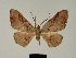  ( - BC ZSM Lep 81174)  @11 [ ] CreativeCommons - Attribution Non-Commercial Share-Alike (2014) Axel Hausmann/Bavarian State Collection of Zoology (ZSM) SNSB, Zoologische Staatssammlung Muenchen