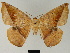  ( - BC ZSM Lep 81179)  @11 [ ] CreativeCommons - Attribution Non-Commercial Share-Alike (2014) Axel Hausmann/Bavarian State Collection of Zoology (ZSM) SNSB, Zoologische Staatssammlung Muenchen