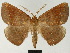  ( - BC ZSM Lep 81180)  @11 [ ] CreativeCommons - Attribution Non-Commercial Share-Alike (2014) Axel Hausmann/Bavarian State Collection of Zoology (ZSM) SNSB, Zoologische Staatssammlung Muenchen