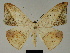  ( - BC ZSM Lep 81182)  @11 [ ] CreativeCommons - Attribution Non-Commercial Share-Alike (2014) Axel Hausmann/Bavarian State Collection of Zoology (ZSM) SNSB, Zoologische Staatssammlung Muenchen