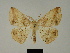  (Psilocerea toulgoeti - BC ZSM Lep 81185)  @11 [ ] CreativeCommons - Attribution Non-Commercial Share-Alike (2014) Axel Hausmann/Bavarian State Collection of Zoology (ZSM) SNSB, Zoologische Staatssammlung Muenchen