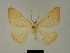  ( - BC ZSM Lep 81190)  @11 [ ] CreativeCommons - Attribution Non-Commercial Share-Alike (2014) Axel Hausmann/Bavarian State Collection of Zoology (ZSM) SNSB, Zoologische Staatssammlung Muenchen