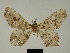  ( - BC ZSM Lep 81192)  @11 [ ] CreativeCommons - Attribution Non-Commercial Share-Alike (2014) Axel Hausmann/Bavarian State Collection of Zoology (ZSM) SNSB, Zoologische Staatssammlung Muenchen