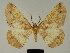  ( - BC ZSM Lep 81193)  @11 [ ] CreativeCommons - Attribution Non-Commercial Share-Alike (2014) Axel Hausmann/Bavarian State Collection of Zoology (ZSM) SNSB, Zoologische Staatssammlung Muenchen