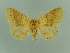  (Crocallis dardoinaria - BC ZSM Lep 81204)  @11 [ ] CreativeCommons - Attribution Non-Commercial Share-Alike (2014) Axel Hausmann/Bavarian State Collection of Zoology (ZSM) SNSB, Zoologische Staatssammlung Muenchen