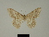  ( - BC ZSM Lep 81208)  @11 [ ] CreativeCommons - Attribution Non-Commercial Share-Alike (2014) Axel Hausmann/Bavarian State Collection of Zoology (ZSM) SNSB, Zoologische Staatssammlung Muenchen