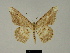  ( - BC ZSM Lep 81209)  @11 [ ] CreativeCommons - Attribution Non-Commercial Share-Alike (2014) Axel Hausmann/Bavarian State Collection of Zoology (ZSM) SNSB, Zoologische Staatssammlung Muenchen