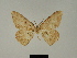  ( - BC ZSM Lep 81211)  @11 [ ] CreativeCommons - Attribution Non-Commercial Share-Alike (2014) Axel Hausmann/Bavarian State Collection of Zoology (ZSM) SNSB, Zoologische Staatssammlung Muenchen