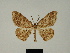  (Luxiaria dargei - BC ZSM Lep 81213)  @11 [ ] CreativeCommons - Attribution Non-Commercial Share-Alike (2014) Axel Hausmann/Bavarian State Collection of Zoology (ZSM) SNSB, Zoologische Staatssammlung Muenchen