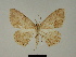  (Luxiaria tenella - BC ZSM Lep 81214)  @11 [ ] CreativeCommons - Attribution Non-Commercial Share-Alike (2014) Axel Hausmann/Bavarian State Collection of Zoology (ZSM) SNSB, Zoologische Staatssammlung Muenchen