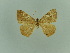  ( - BC ZSM Lep 81223)  @11 [ ] CreativeCommons - Attribution Non-Commercial Share-Alike (2014) Axel Hausmann/Bavarian State Collection of Zoology (ZSM) SNSB, Zoologische Staatssammlung Muenchen