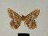  ( - BC ZSM Lep 81231)  @11 [ ] CreativeCommons - Attribution Non-Commercial Share-Alike (2014) Axel Hausmann/Bavarian State Collection of Zoology (ZSM) SNSB, Zoologische Staatssammlung Muenchen