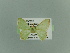  ( - BC ZSM Lep 81618)  @11 [ ] CreativeCommons - Attribution Non-Commercial Share-Alike (2014) Axel Hausmann/Bavarian State Collection of Zoology (ZSM) SNSB, Zoologische Staatssammlung Muenchen