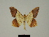  ( - BC ZSM Lep 81626)  @11 [ ] CreativeCommons - Attribution Non-Commercial Share-Alike (2014) Axel Hausmann/Bavarian State Collection of Zoology (ZSM) SNSB, Zoologische Staatssammlung Muenchen